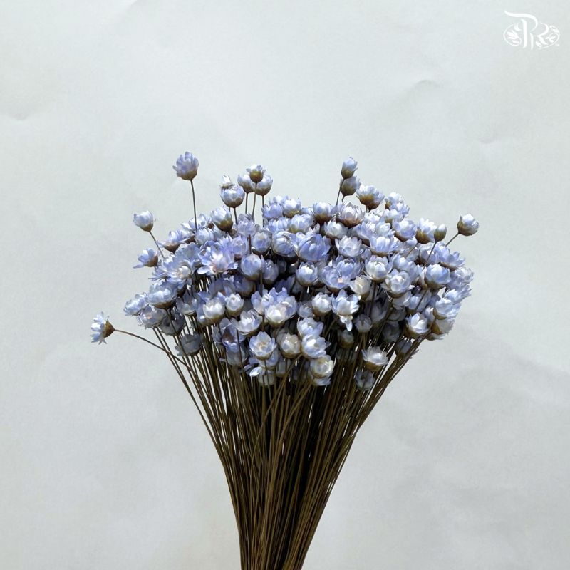 Dry Little Star Flower