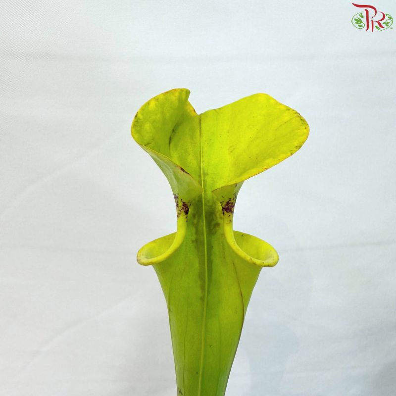 Sarracenia
