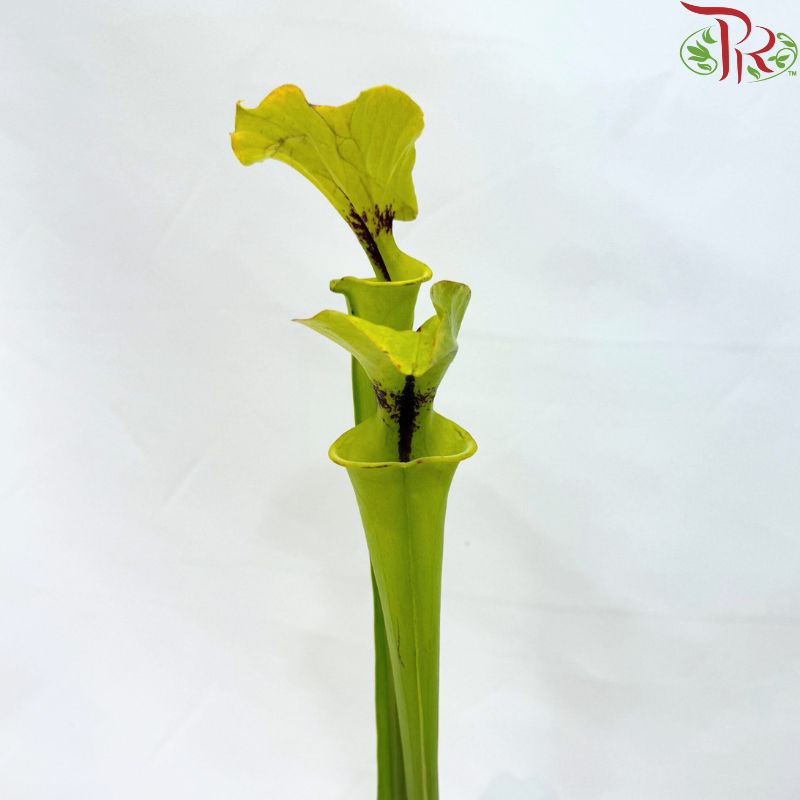 Sarracenia