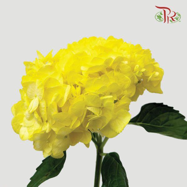 Hydrangea - Yellow (Per Stem) - Pudu Ria Florist