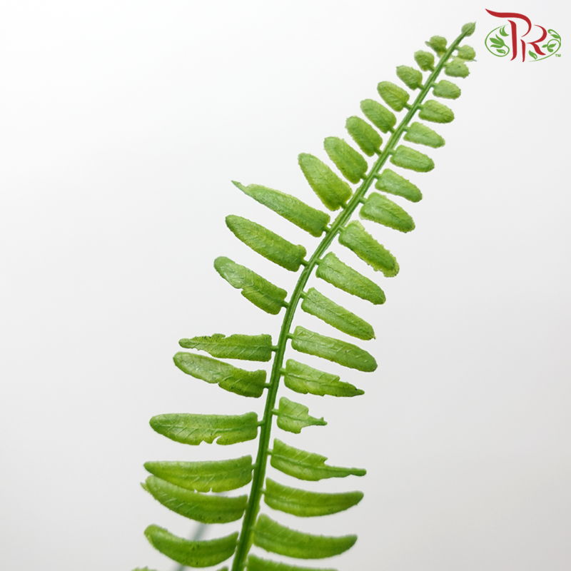 18" - Artificial Persian Leaf Bush - Green-Green-Pudu Ria Florist-prflorist.com.my