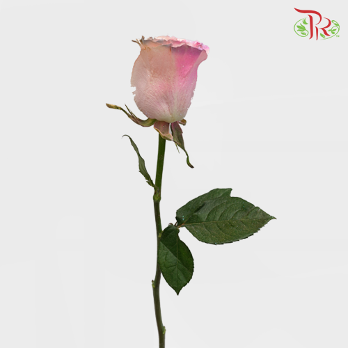 Ceres Rose - Frosting Candy 3 (10 Stems) - Pudu Ria Florist