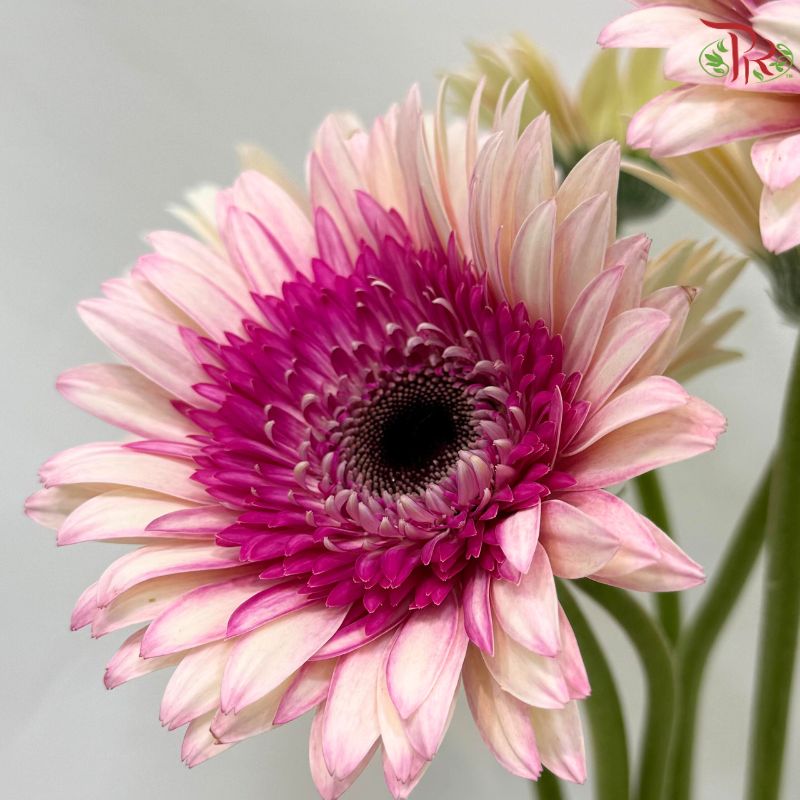 Gerbera
