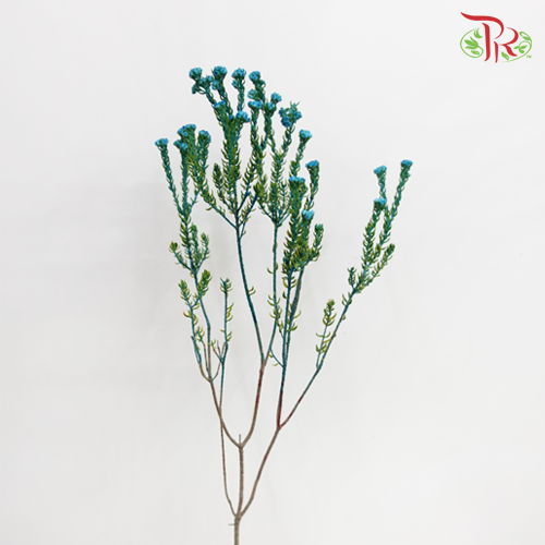 Phylica Pinea Cerise - Blue (Per Bunch) - Pudu Ria Florist