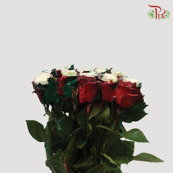 Ceres Rose - Xmas Candy (10 Stems) - Pudu Ria Florist