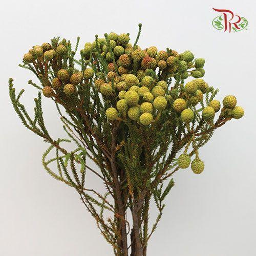Berzelia Abrotanoides - (10 Stems) - Pudu Ria Florist