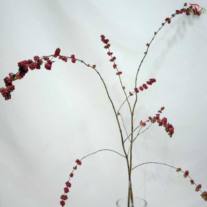 Snowberry (Symphoricarpos)