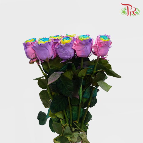 Ceres Rose - Rainbow Candy (10 Stems) - Pudu Ria Florist