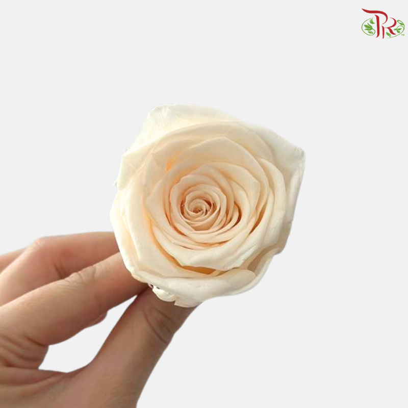 8 Blooms Preserved Rose