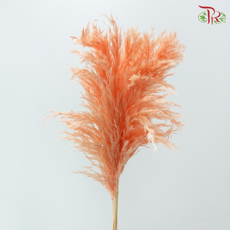 Dry Wild Pampas Grass