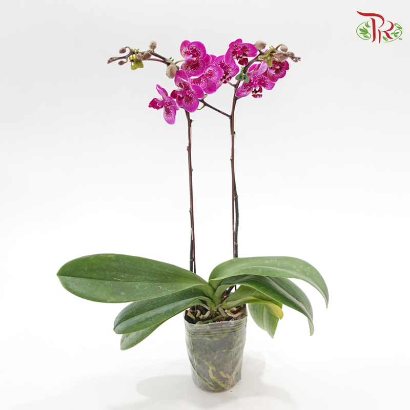 Phalaenopsis Orchid (Mini Double Stems) *With No Vase