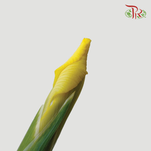 Iris Long Stems - Yellow (10 Stems) - Pudu Ria Florist
