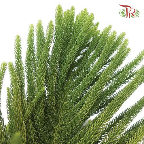 Araucaria Cunninghamii - (3 Stems) - Pudu Ria Florist
