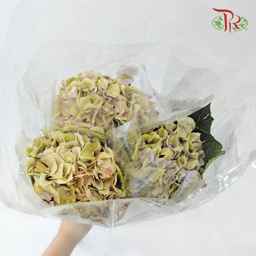 Hydrangea Mini - Antique Green / Pink (3 Stem) - Pudu Ria Florist