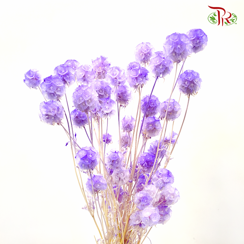 Preserved Scabiosa - Purple (Per Bunch)#2 - Pudu Ria Florist