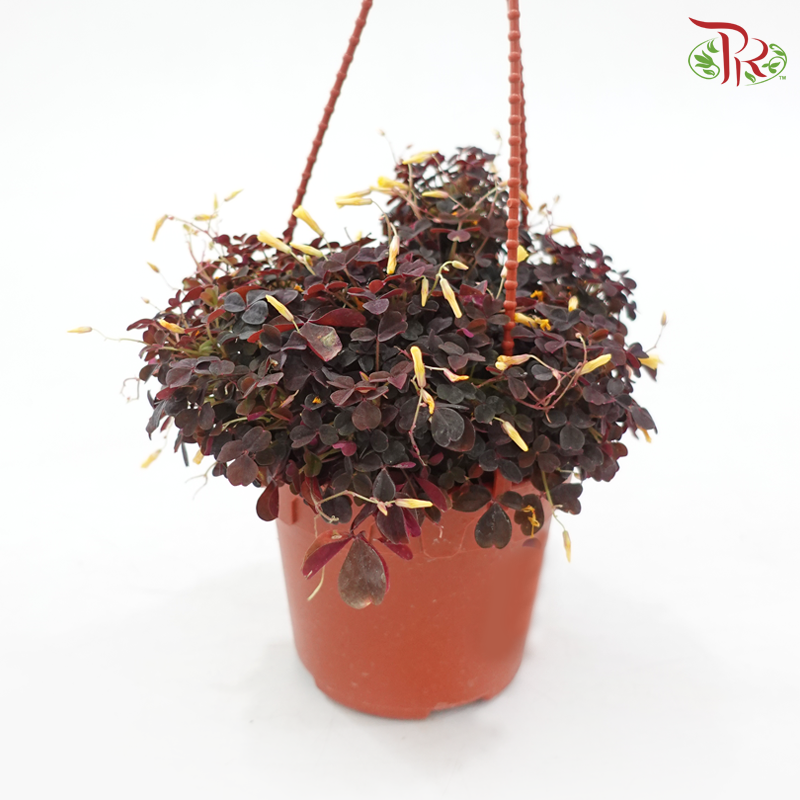 Oxalis Spiralis P120《火山酢漿草》