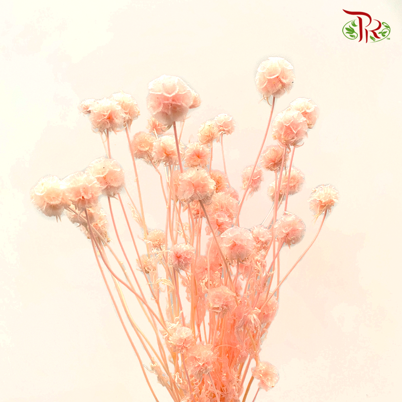 Preserved Scabiosa - Peach (Per Bunch) #1 - Pudu Ria Florist