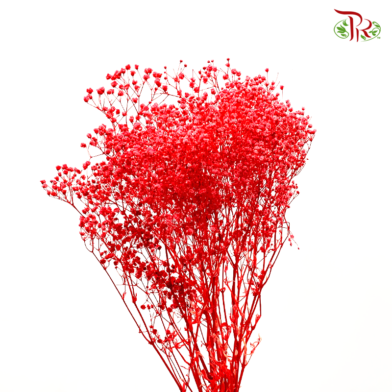 Preserved Baby's Breath - Red (Per Bunch) - Pudu Ria Florist