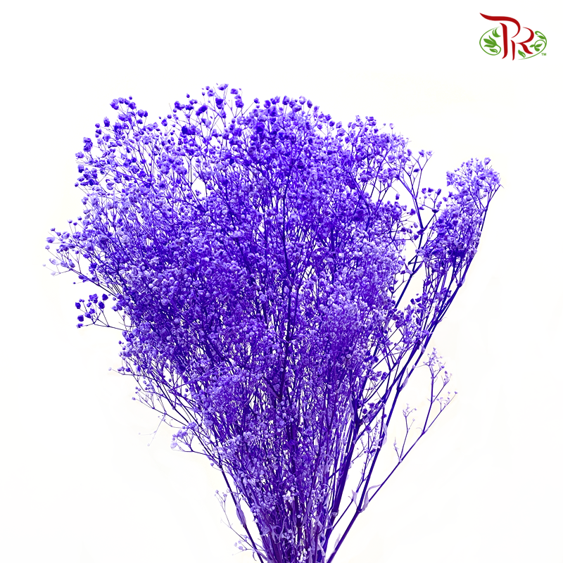 Preserved Baby's Breath - Purple (Per Bunch) - Pudu Ria Florist