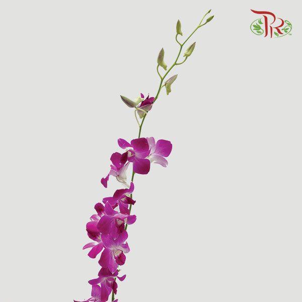 Orchid Bon - (10 Stems) - Pudu Ria Florist