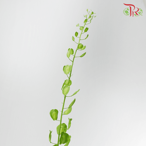 Cui Fan Leaf - (New Thlaspi) - Pudu Ria Florist