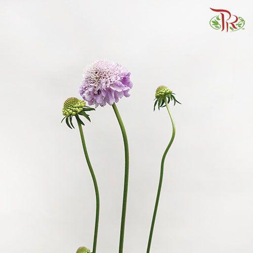 Scabiosa Color - Bright Lilac (5 Stems) - Pudu Ria Florist
