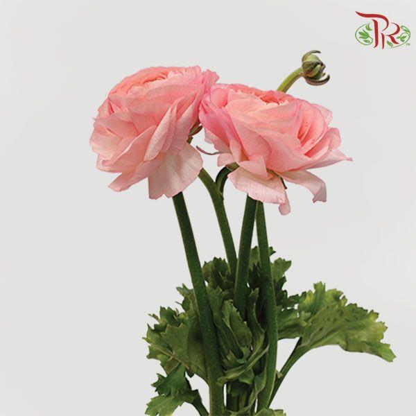 Ranunculus - Cloni Venere (5 Stems) **Fragile - Pudu Ria Florist