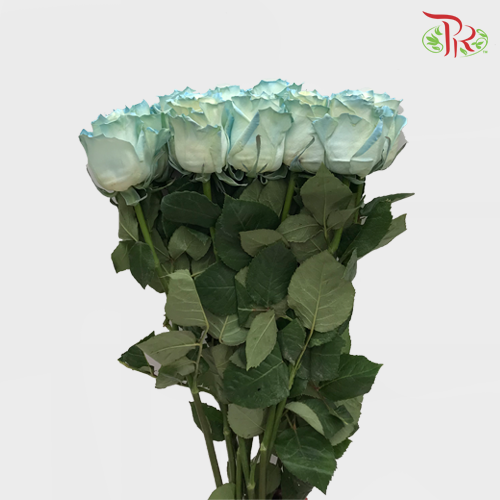 Ceres Rose - White Sky (10 Stems) - Pudu Ria Florist