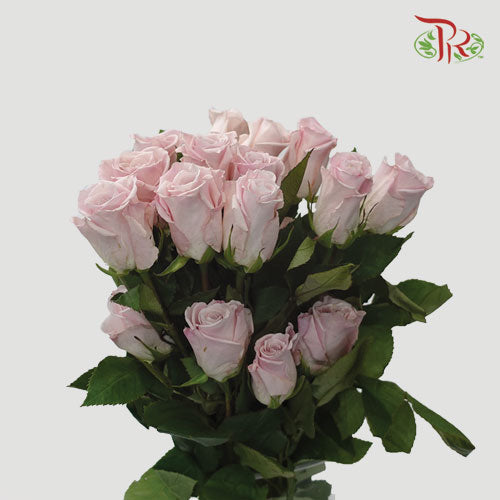 F’tina Rose - Sweet Escimo (25 Stems) - Pudu Ria Florist