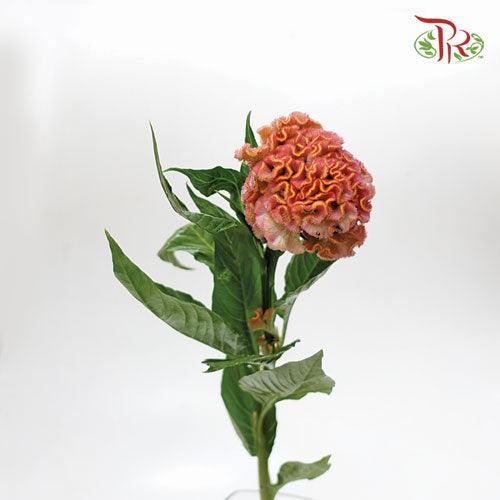 Celosia Round Peach - (5 Stems) - Pudu Ria Florist