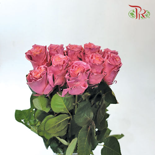 Ceres Rose - Dusty Rose (10 Stems) - Pudu Ria Florist