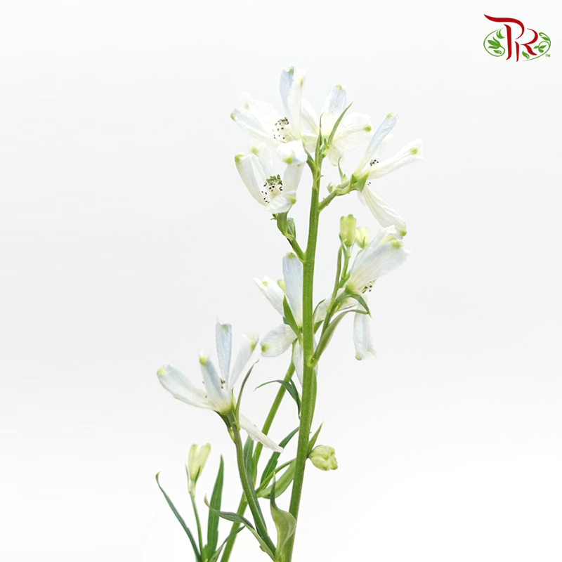 Delphinium Mini - Light Blue (Per Bunch) - Pudu Ria Florist