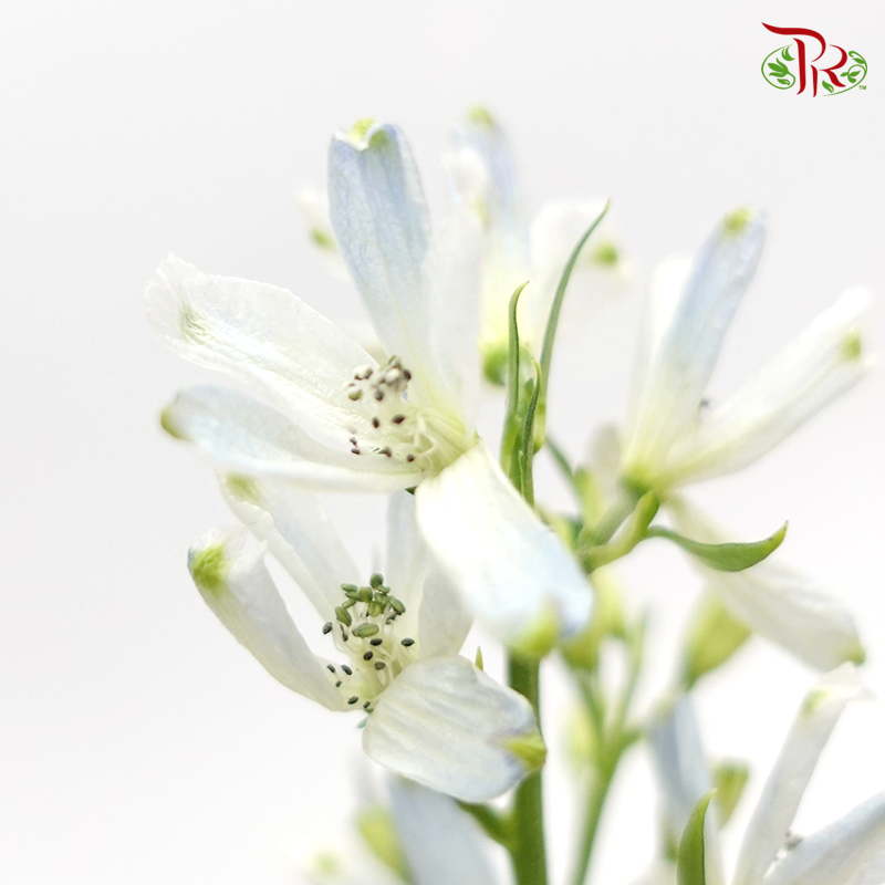 Delphinium Mini - Light Blue (Per Bunch) - Pudu Ria Florist