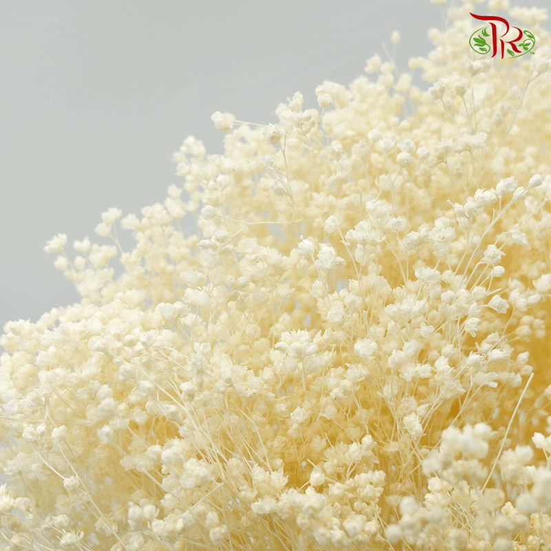 Dried Broom Bloom Bleached - (Per Bunch)