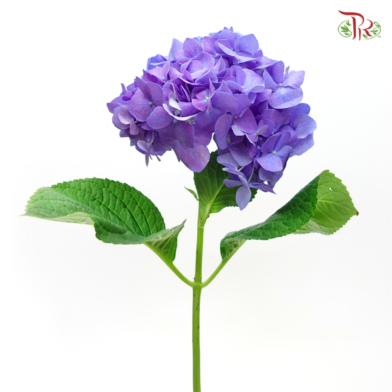 Hydrangea - Blue (Per Stem) - Pudu Ria Florist