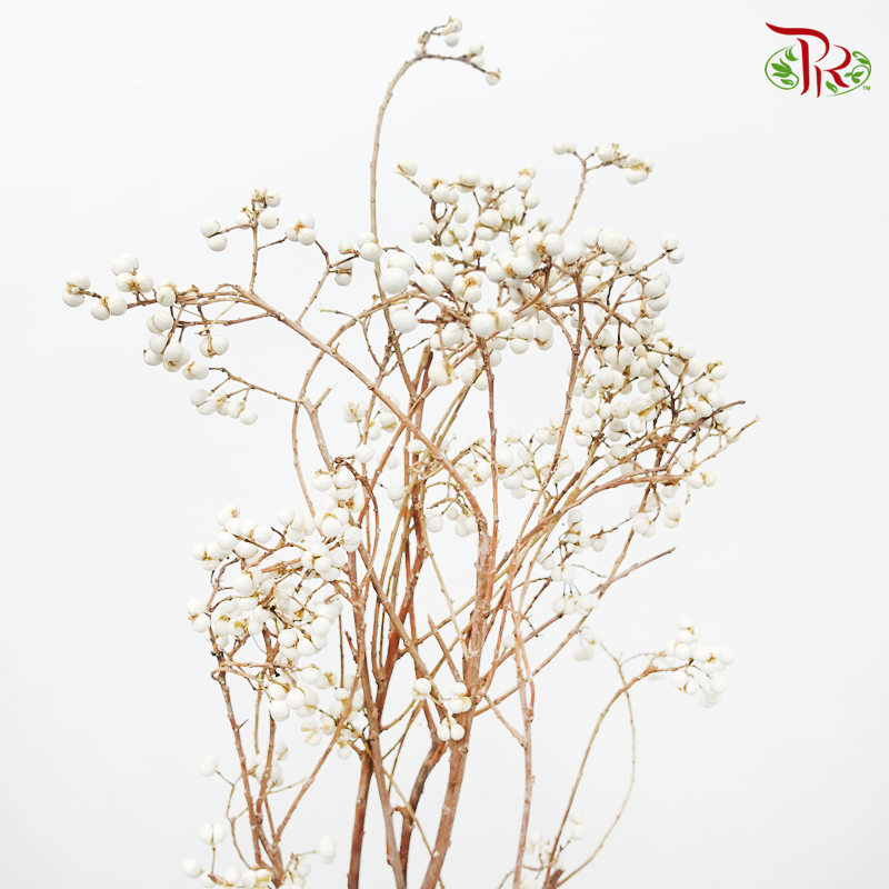 Sapium Sebiferum 《乌桕果》