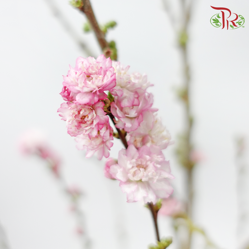 Sorbaria Sorbifolia《珍珠梅》