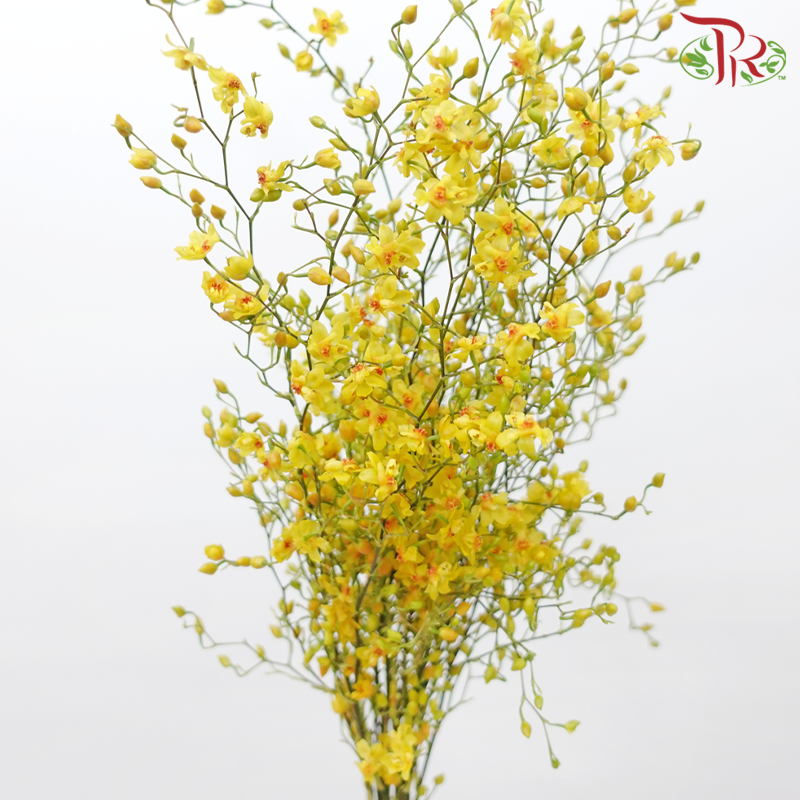 Cynbidium Vanilla - Yellow (Per Bunch) - Pudu Ria Florist