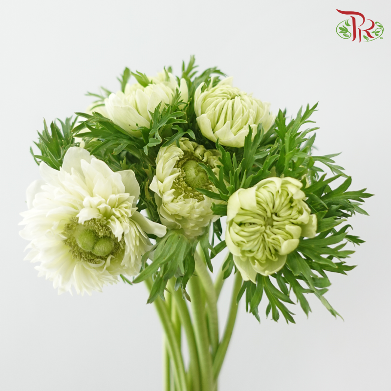 Marigold 《万寿菊》