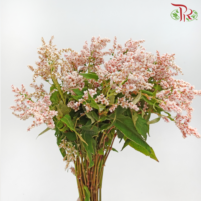 Star Spend (Per Bunch) - Pudu Ria Florist