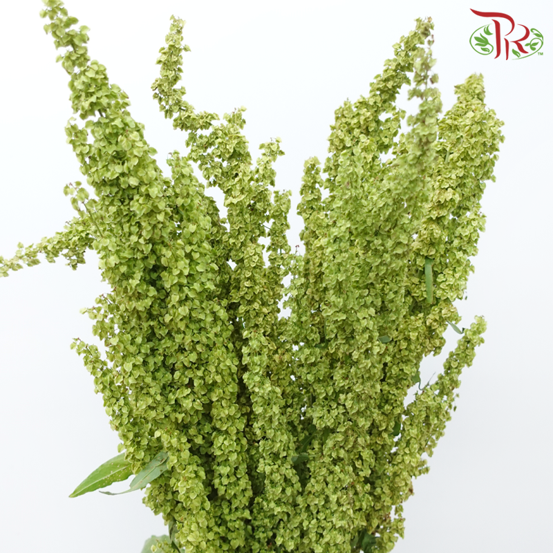 Rumex 《酸模属》