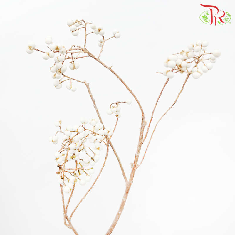 Sapium Sebiferum 《乌桕果》