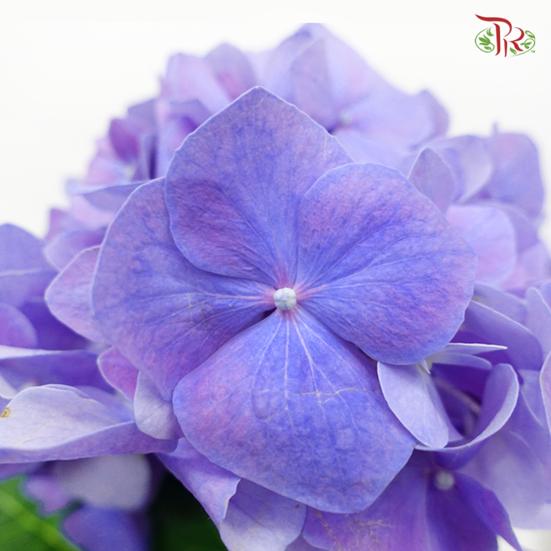 Hydrangea - Blue (Per Stem) - Pudu Ria Florist