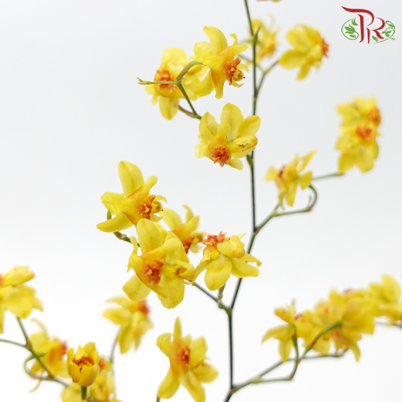 Cynbidium Vanilla - Yellow (Per Bunch) - Pudu Ria Florist