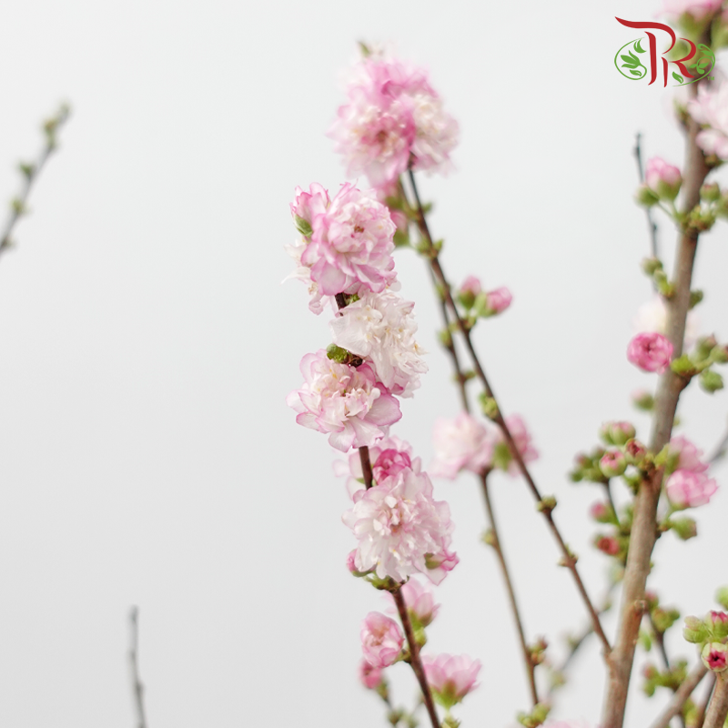 Sorbaria Sorbifolia《珍珠梅》