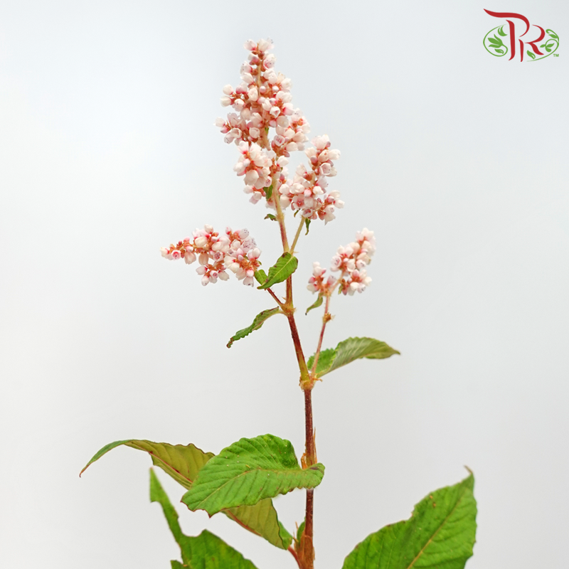 Star Spend (Per Bunch) - Pudu Ria Florist