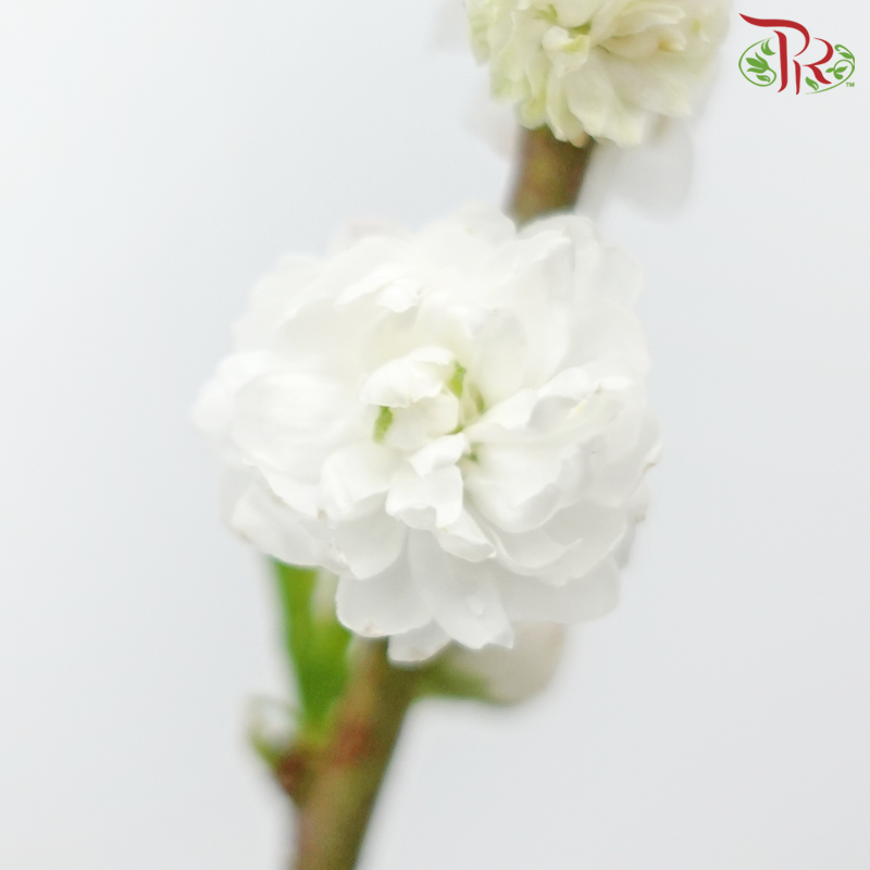 Sorbaria Sorbifolia《珍珠梅》