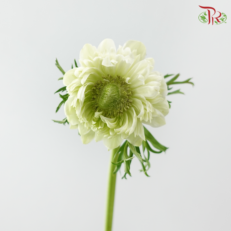 Marigold 《万寿菊》