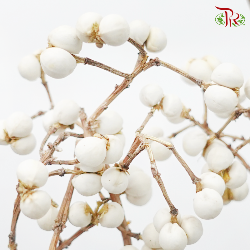 Sapium Sebiferum 《乌桕果》