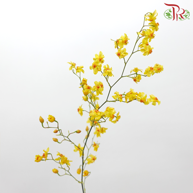 Cynbidium Vanilla - Yellow (Per Bunch) - Pudu Ria Florist